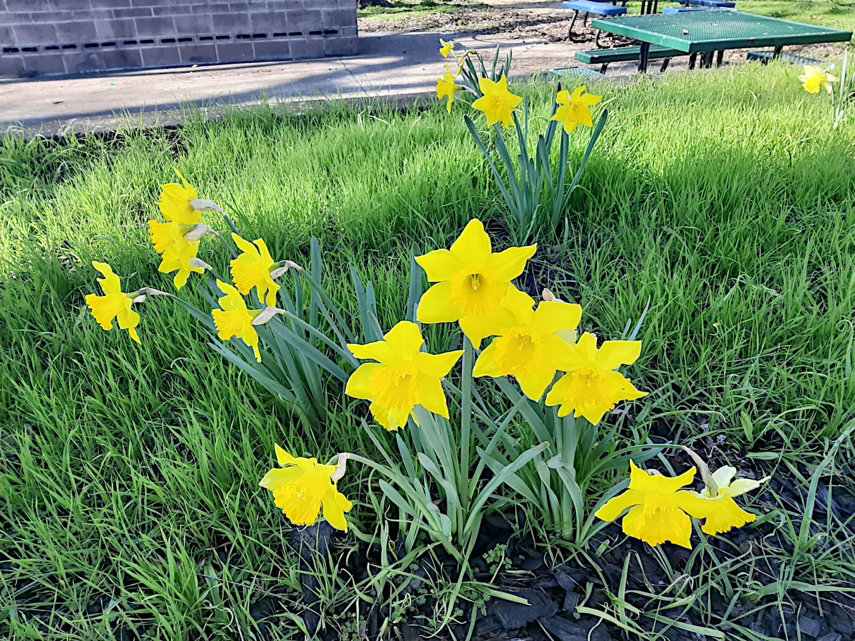 Calistoga spring